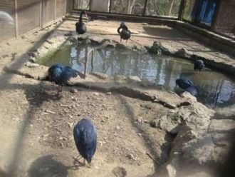 Сейчас ведутся работы по созданию новой 