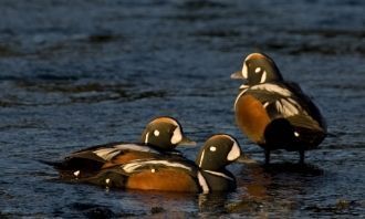 Птицы в Национальном парке Снайфедльсйек