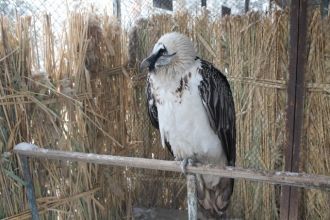 20 видов животных и птиц,  представленны