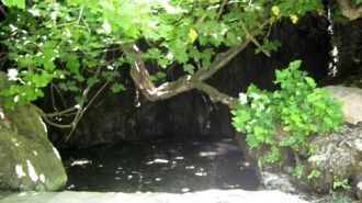 Над купальней нависает старое инжирное д