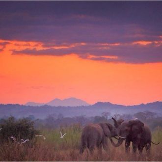 Поединок диких слонов на закате.