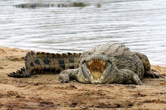 Крокодил в Национальном Парке Ливонде.