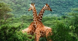 Жирафы в Национальном парке Комоэ.