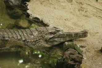 Узкорылый крокодил в Национальном парке 