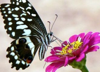 Бабочка в Национальном парке Комоэ.