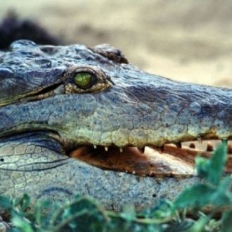 Крокодил оринокский в Национальном парке
