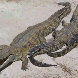Нильские крокодилы в Национальном парке 