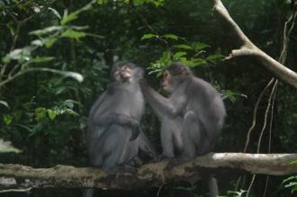 Обезьяны таи в Национальном парке Комоэ.