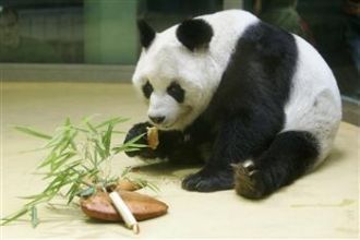 Панда - визитная карточка зоопарка