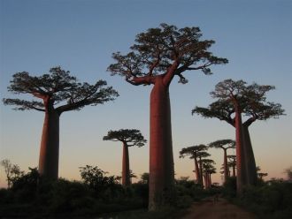 Красивые баобабы на Baobab Аллея в Мадаг