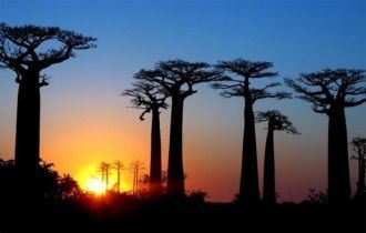 Возраст некоторых баобабов превышает чет