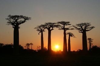 Проспект Баобабов