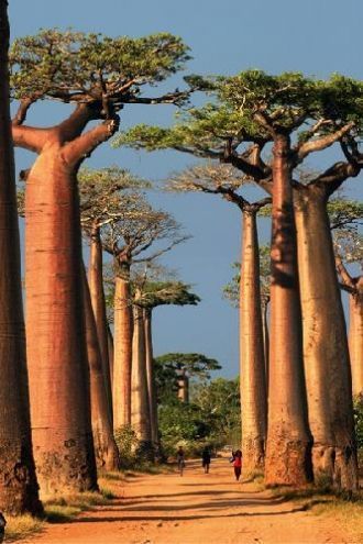 Аллея Баобабов - ровная группа баобабов,