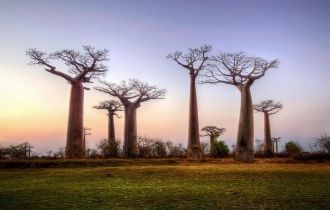 Проспект Баобабов, Мадагаскар.
