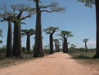 Дорога через проспект баобабов, Мадагаск