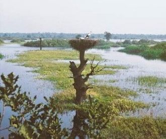 Старинное изображение Дзукийского национ