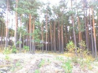 Территория Дзукийского парка разбита на 