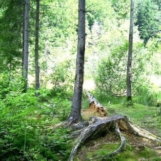 Сосна диплистая Дзукия в Дзукийском наци