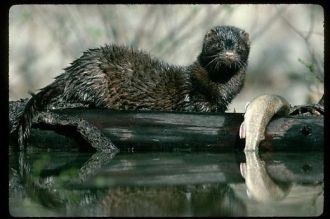 Американские норки – агрессивные звери –