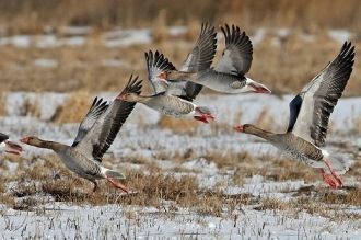 Гуси на Жувинтасе.