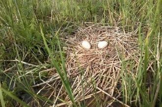 В биосферном резервате Жувинтаса, в кото