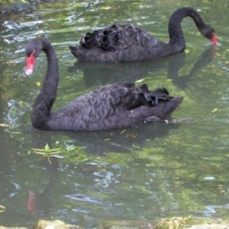 Лебеди-шипуны в заповеднике Жувинтас.