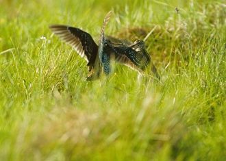 Представители орнитофауны заповедника Жу