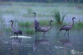 На озере Жувинтас собралось больше 1000 