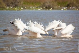 Совместная рыбалка пеликанов.