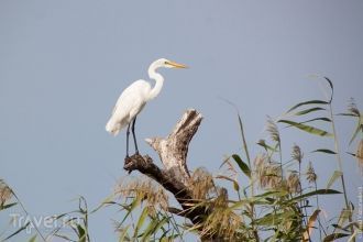 Цапля, живущая в Орнитологическом резерв