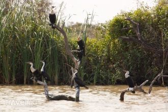 Семейство бакланов.
