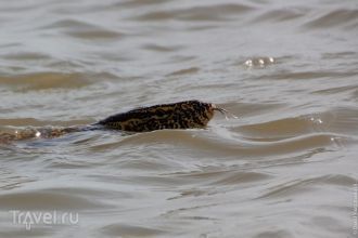 Змеи, которые водятся в реке Сенегал.