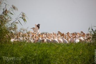 Целая армия пеликанов (не меньше трехсот