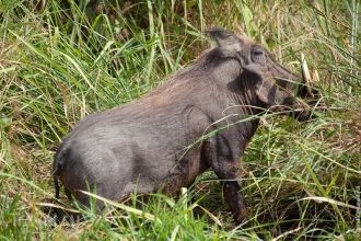 Бородавочник.