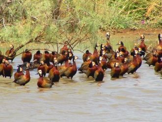 Орнитологический резерват Джудж