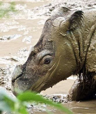 Суматрианский носорог – самое большое по