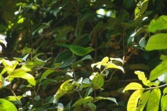 Национальный парк Endau-Rompin: зеленые 