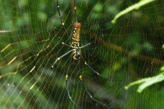 Endau-Rompin Национальный парк: ядовитый