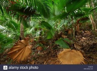 Пальмы в Национальном парке Endau-Rompin