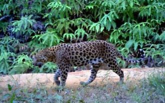 Пятнистый леопард в национальном парке E