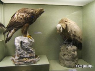 Экспонат в Национальном музее естественн