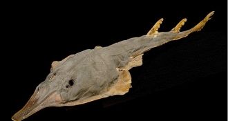 Экспонат в Национальном музее естественн