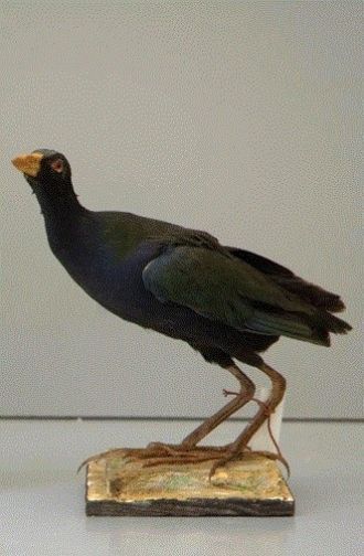 Экспонат в Национальном музее естественн