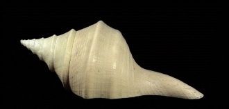 В музее представлены образцы минералов и