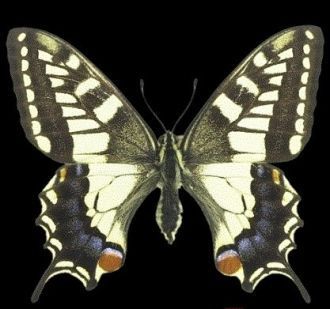 Экспонат в Национальном музее естественн