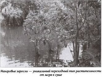 Заросли мангровых деревьев.