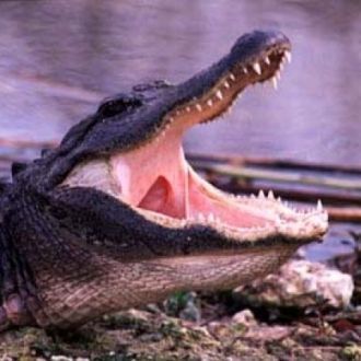 В реке живет множество крокодилов.