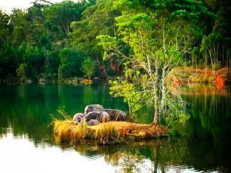 Берега озера обрамляют мангровые заросли