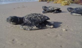 всем желающим предоставляется возможност