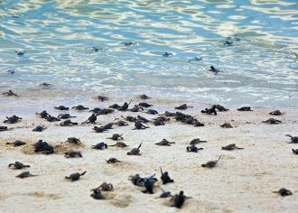 Вылупившиеся черепахи спешат в море.